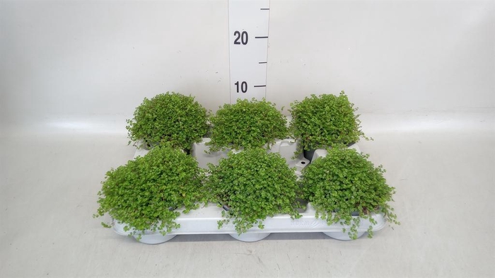 <h4>Soleirolia soleirolii   ...green</h4>