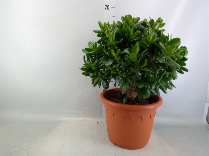 <h4>Crassula  'Magical Tree'</h4>