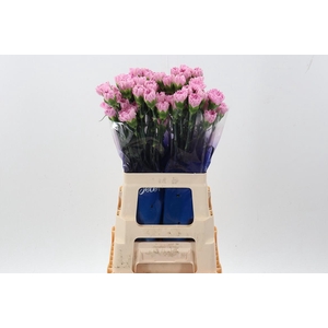 Di St Clearwater hi 60cm