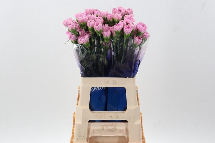 <h4>Di St Clearwater hi 60cm</h4>