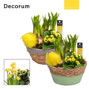 Calandiva & Narcis Urban Schaal HL20915 [YELLOW]