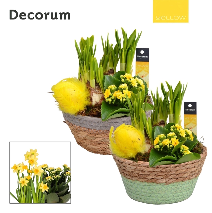 <h4>Calandiva & Narcis Urban Schaal HL20915 [YELLOW]</h4>