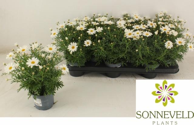 <h4>ARG SIMBA WHITE</h4>