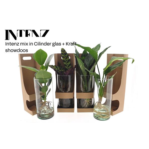 <h4>Intenz mix in Cylinder glas + Kraft Showdoos</h4>