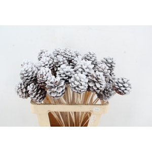 Stick Pine Cone Snow