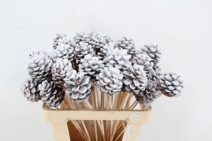 <h4>Stick Pine Cone Snow</h4>