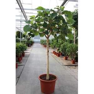 Ficus auriculata Everest