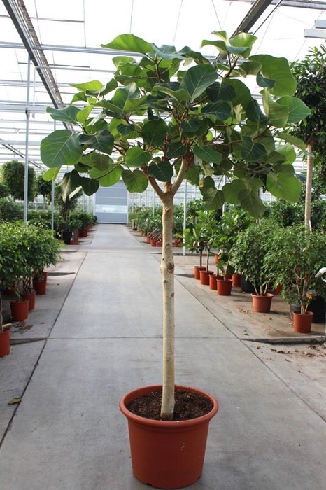 <h4>Ficus auriculata Everest</h4>