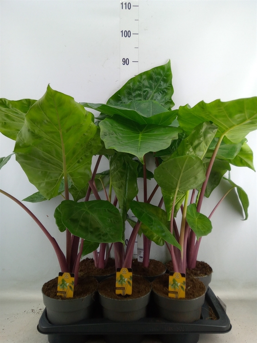 <h4>Alocasia   ...</h4>
