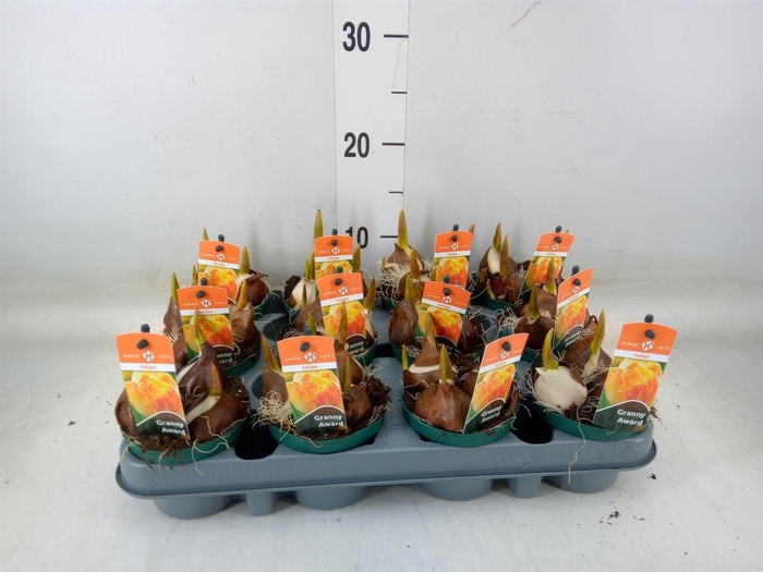 <h4>Tulipa   ...</h4>