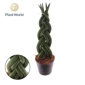 Sansevieria cylindrica 'Twist'