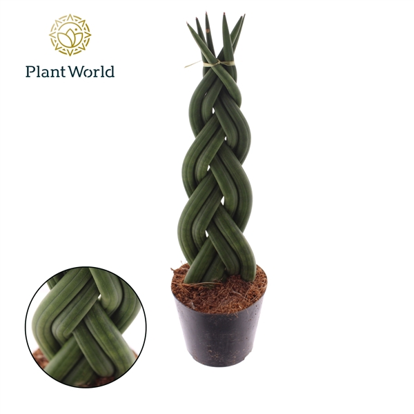 <h4>Sansevieria cylindrica 'Twist'</h4>