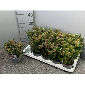 Skimmia japonica 'Antarctica'