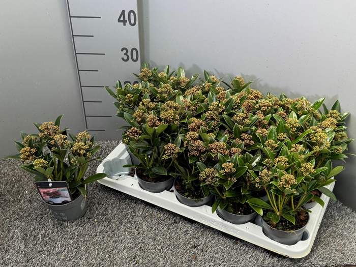 <h4>Skimmia japonica 'Antarctica'</h4>