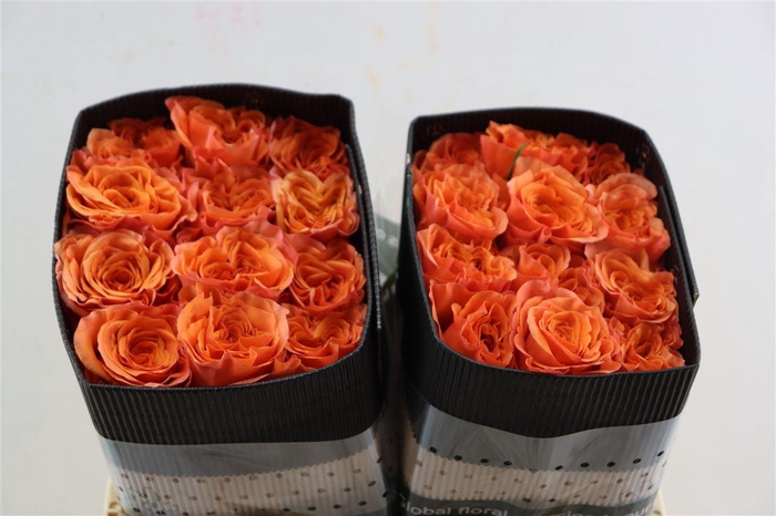 <h4>R Gr Exotic Orange</h4>