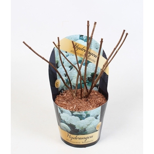 Hydrangea arborescens 'Annabelle' Potcover 17 cm