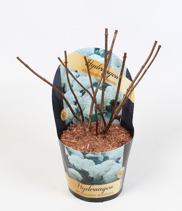 <h4>Hydrangea arborescens 'Annabelle' Potcover 17 cm</h4>