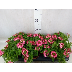 Verbena  'Magelana Pink Swirl'