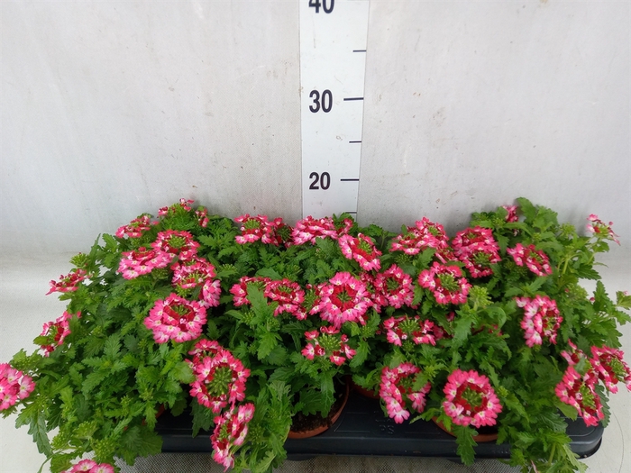 <h4>Verbena  'Magelana Pink Swirl'</h4>