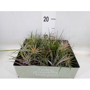 Tillandsia