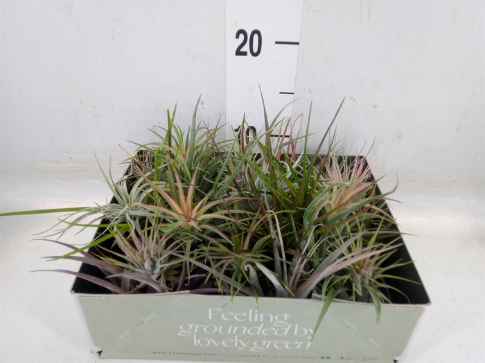 <h4>Tillandsia</h4>