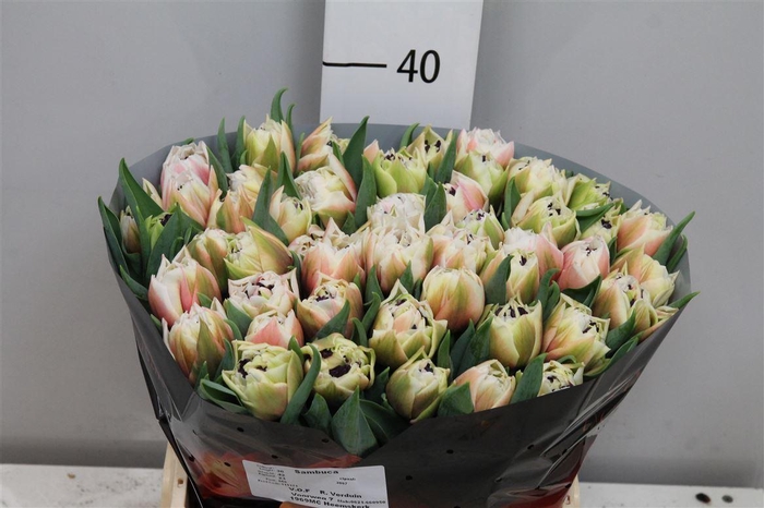 <h4>Tu Du Sambuca</h4>