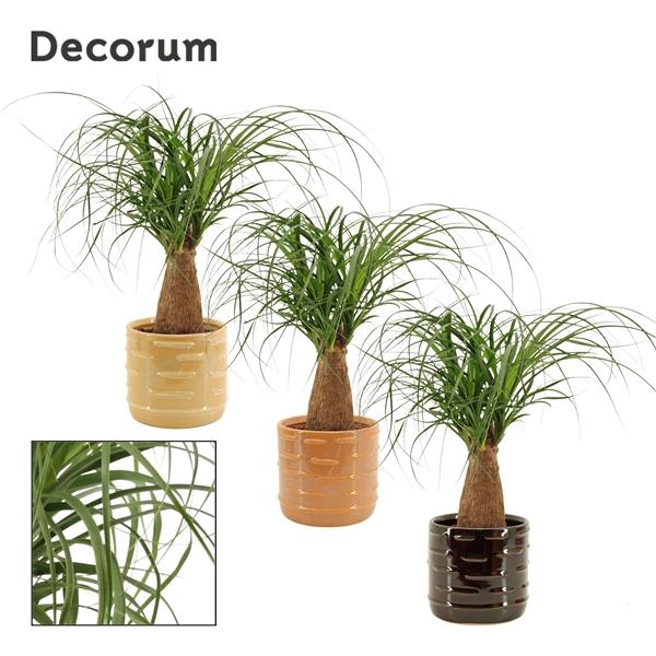 <h4>Nolina recurvata</h4>