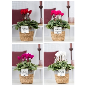 Cyclamen SS Picasso Mix S. Basket PC