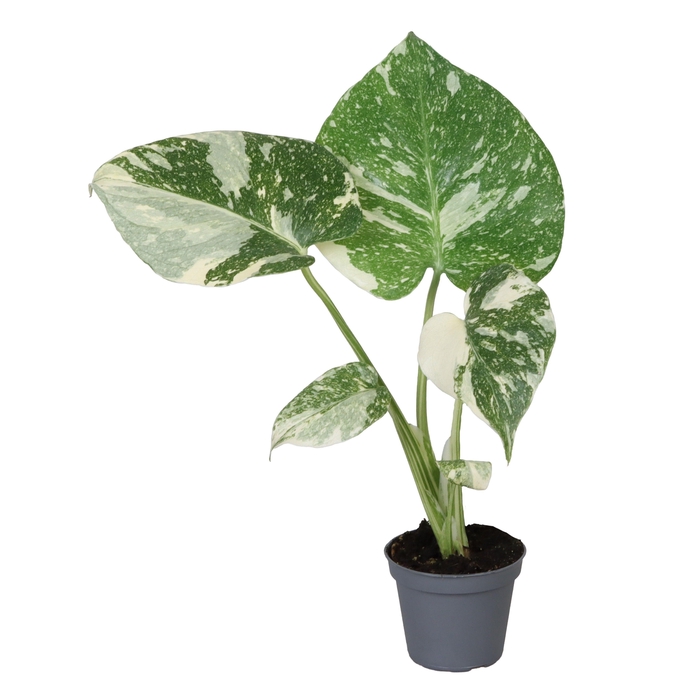 <h4>MONSTERA DEL THAI CO</h4>