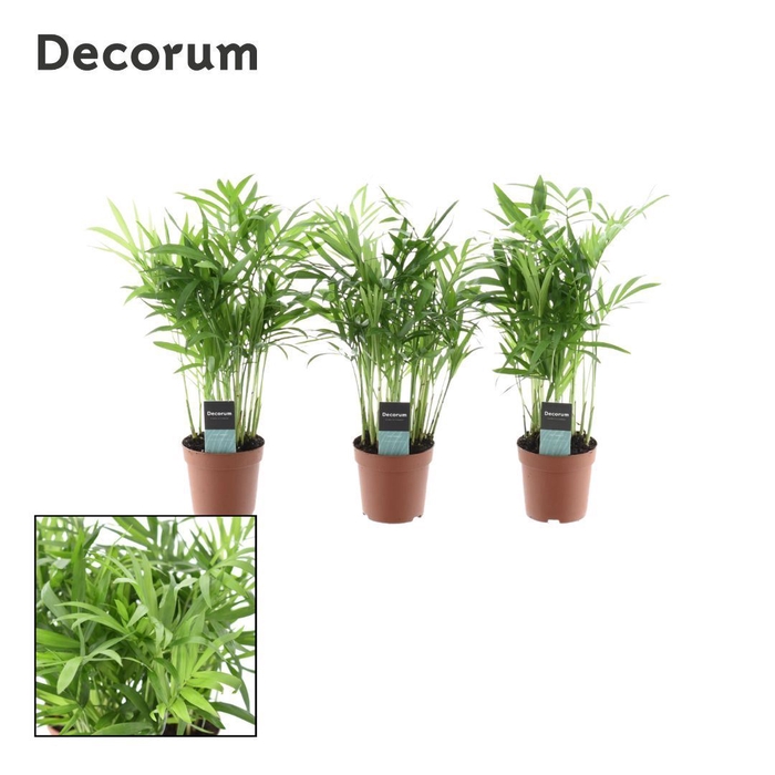 <h4>Chamaedorea elegans</h4>