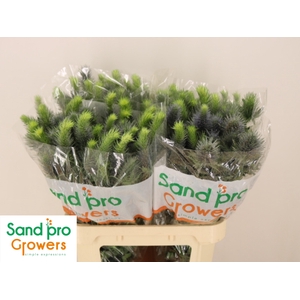 ERYN PACIFI BLUE SKY