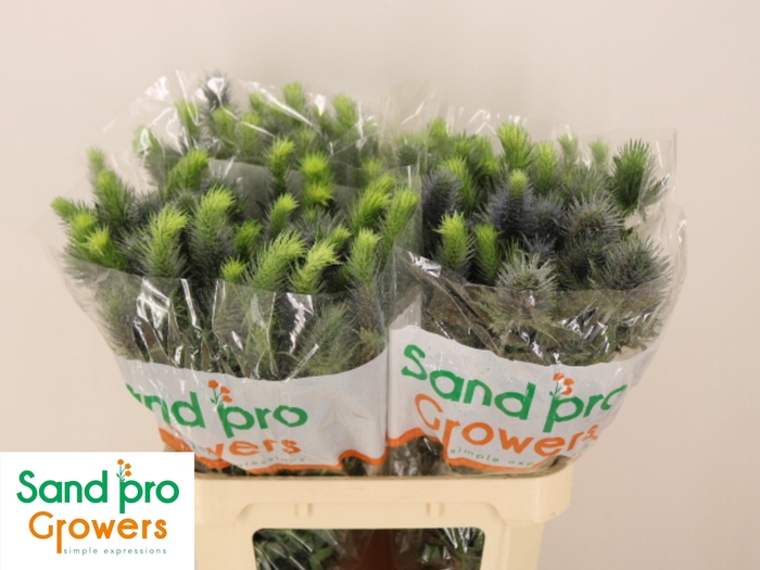 <h4>ERYN PACIFI BLUE SKY</h4>