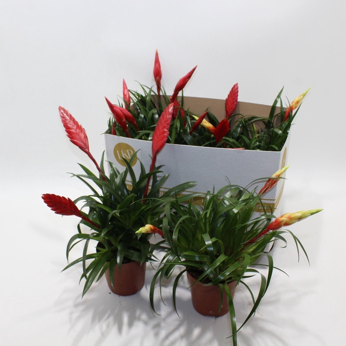 <h4>Vriesea Multiflora type gemengd 2 soorten</h4>
