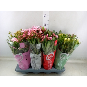Nerium oleander   ...