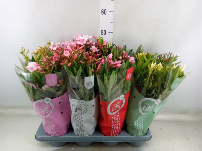 <h4>Nerium oleander   ...</h4>
