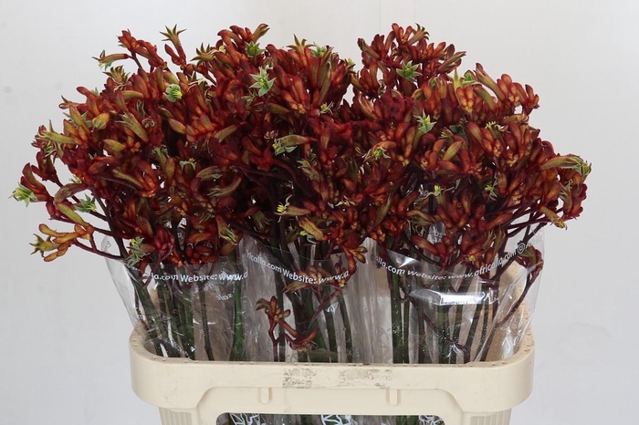 <h4>Anigozanthos Early Spring Indoor</h4>