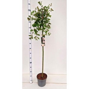 Salix caprea Kilmarnock