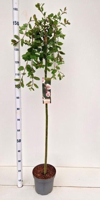 <h4>Salix caprea Kilmarnock</h4>