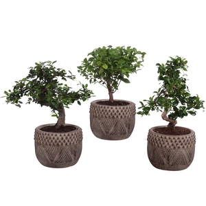 Bonsai Indoor Mix Ø12cm Mix B/S Shape in Ø 16cm Ceramic EV665