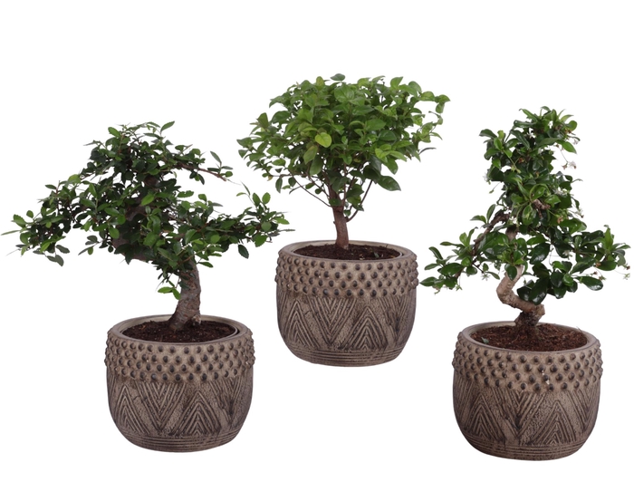 <h4>Bonsai Indoor Mix Ø12cm Mix B/S Shape in Ø 16cm Ceramic EV665</h4>