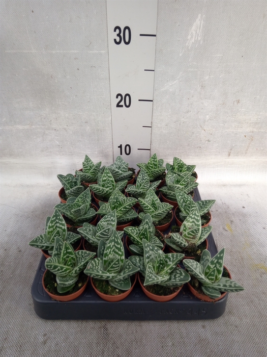 <h4>Aloe variegata</h4>