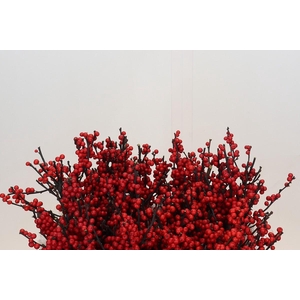 Ilex Verticillata Red
