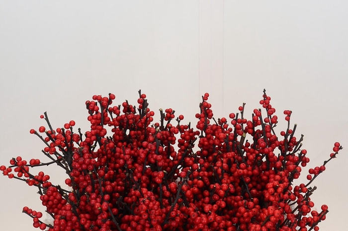 <h4>Ilex Verticillata Red</h4>
