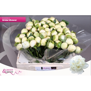 Paeonia Bridal Shower