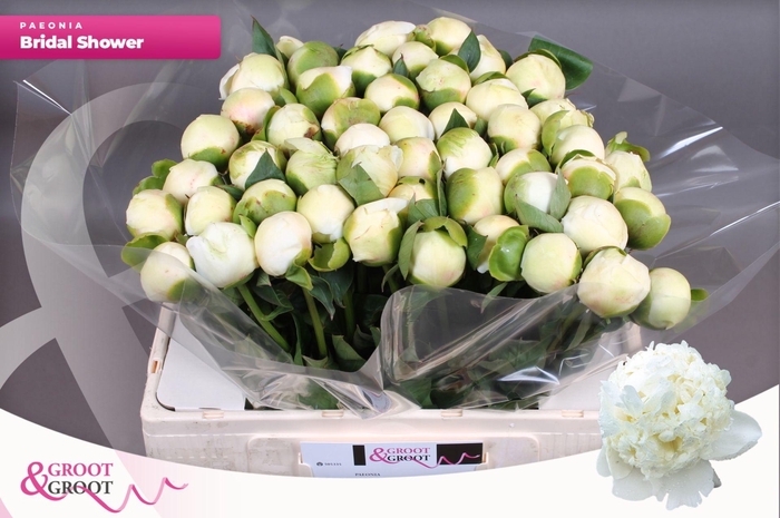 <h4>Paeonia Bridal Shower</h4>