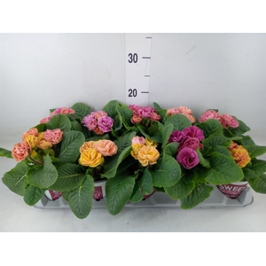 Primula ac. 'Dbl Rubens'  ...mix