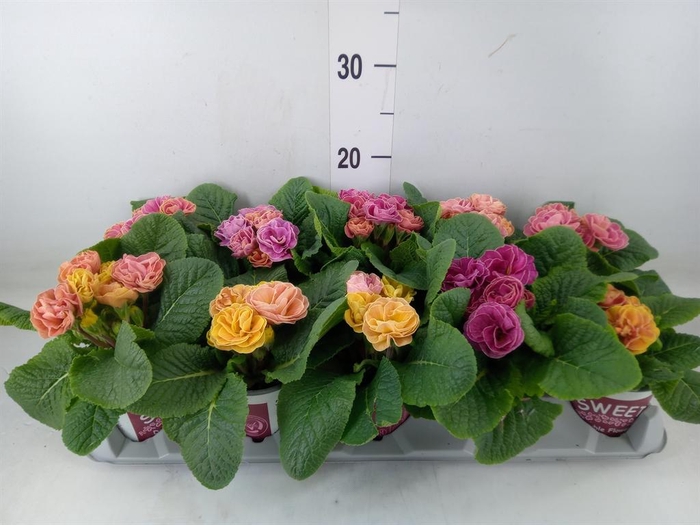 <h4>Primula ac. 'Dbl Rubens' ...mix</h4>