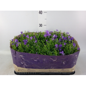 Campanula porten. 'Blueone'