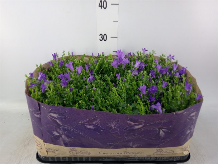<h4>Campanula porten. 'Blueone'</h4>