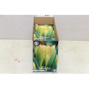 Bol Tulp Formosa 10 Zakjes X7